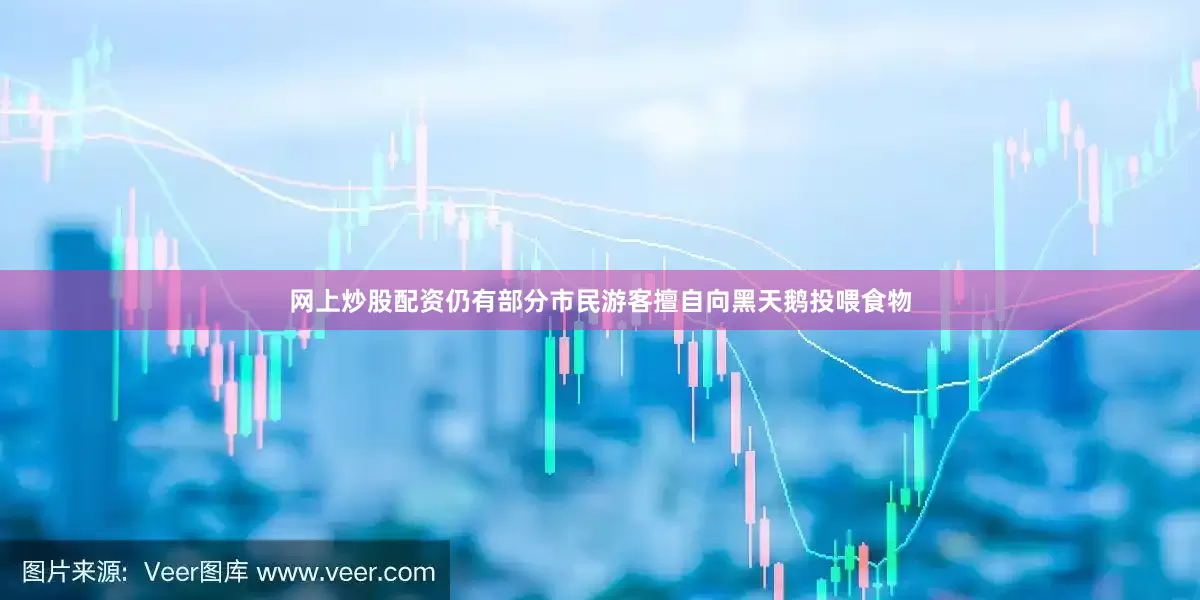 网上炒股配资仍有部分市民游客擅自向黑天鹅投喂食物